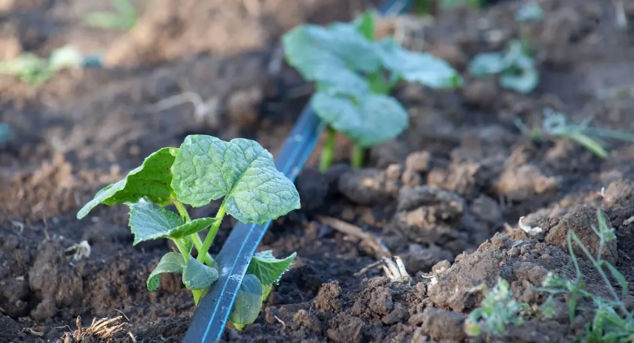 Drip irrigation of cucumber close-up tape for automatic watering of plants in the open ground Drip irrigation of cucumber close-up tape for automatic watering of plants in the open ground