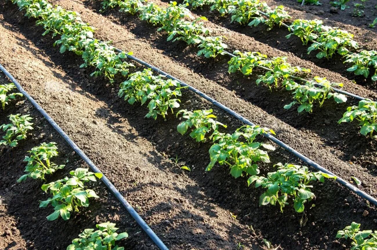 Rows of young potatoes plants and drip irrigation in the garden - selective focus copy space Rows of young potatoes plants and drip irrigation in the garden - selective focus copy space